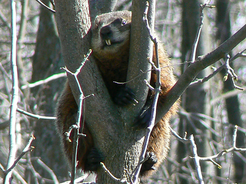 Groundhog up a Tree